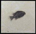 Cockerellites (Priscacara) Fossil Fish - Wyoming #31805-1